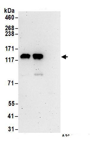 GRIP1 Antibody