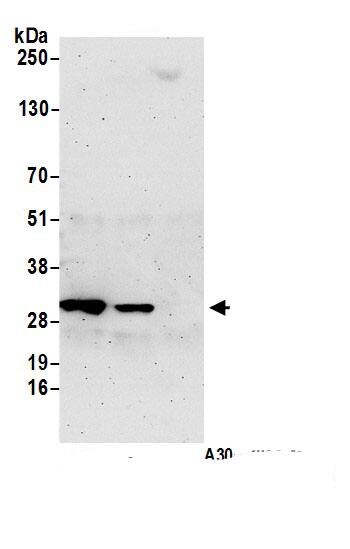 NIT2 Antibody