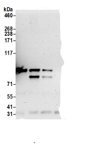 TOX4 Antibody