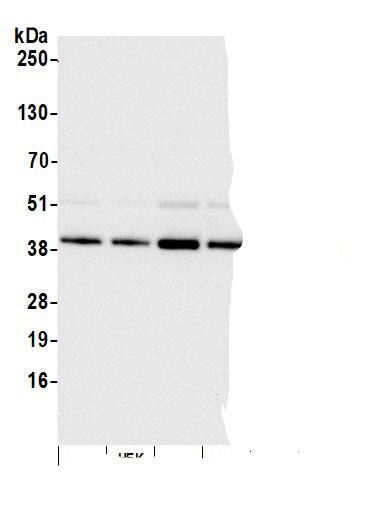 ISY1 Antibody