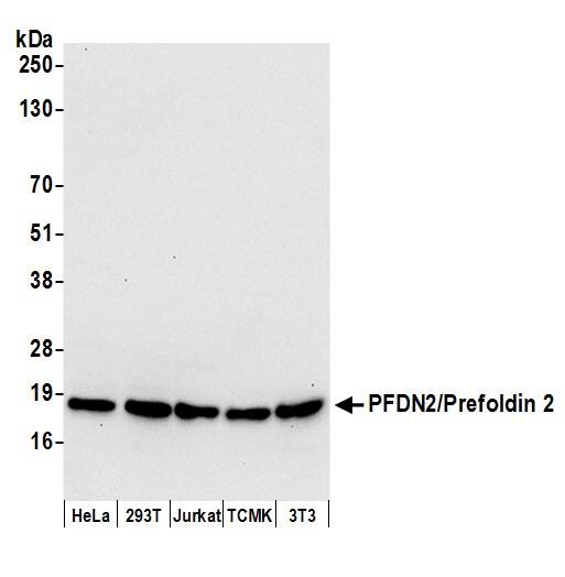 PFDN2 Antibody