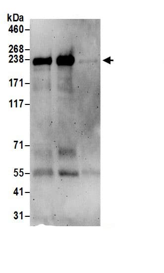 Plexin A3 Antibody