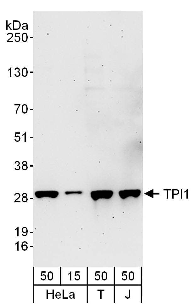 Triosephosphate isomerase Antibody