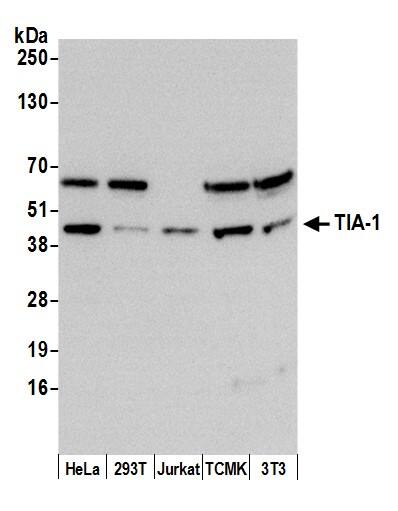 TIA1 Antibody