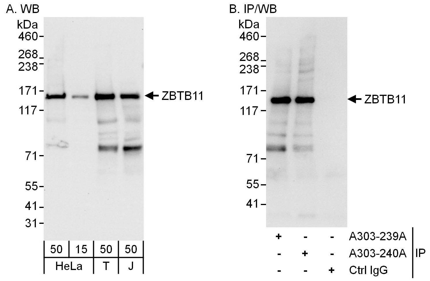 ZBTB11 Antibody