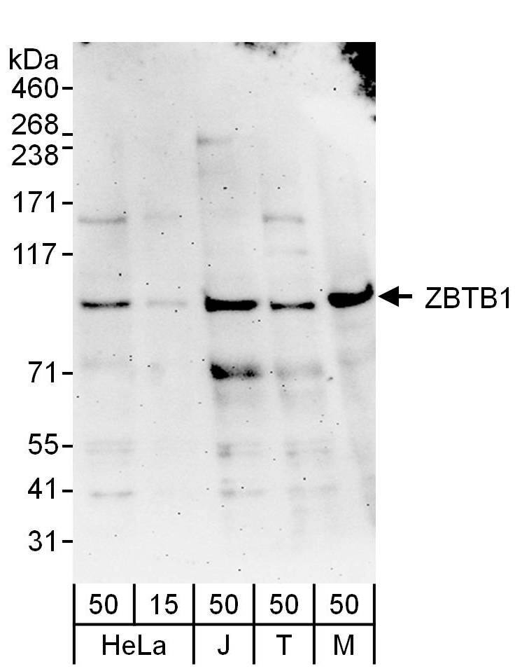 ZBTB1 Antibody