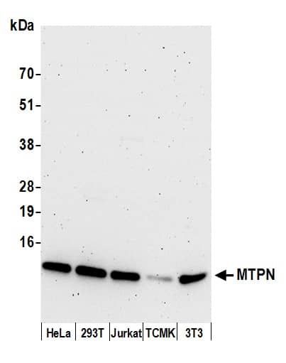 Myotrophin Antibody