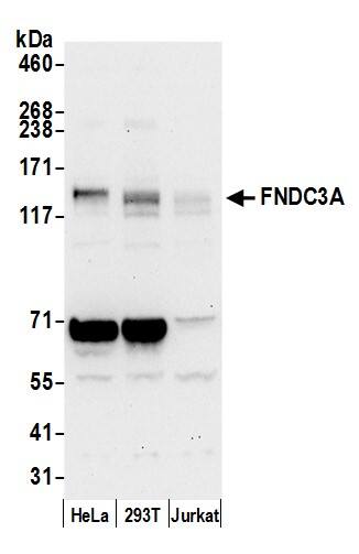 FNDC3A Antibody