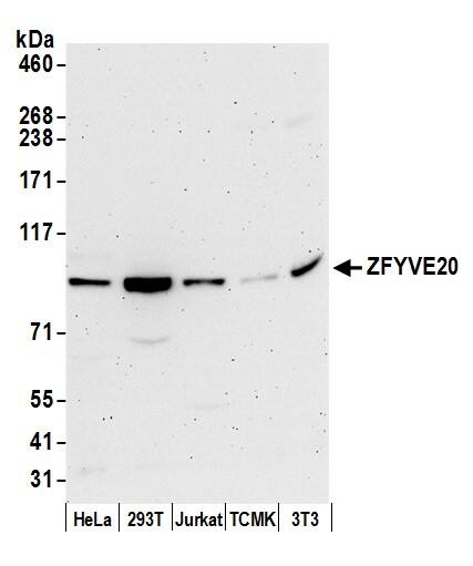 Rabenosyn 5 Antibody