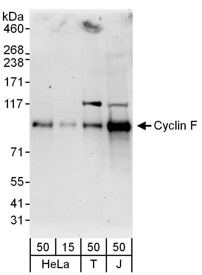 Cyclin F Antibody