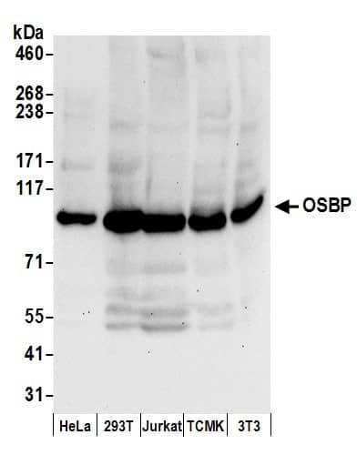 OSBP1 Antibody