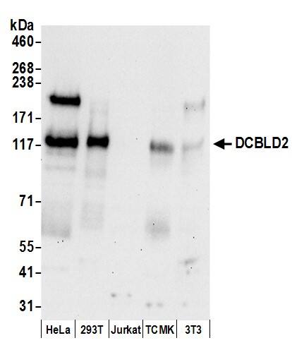 DCBLD2/ESDN Antibody