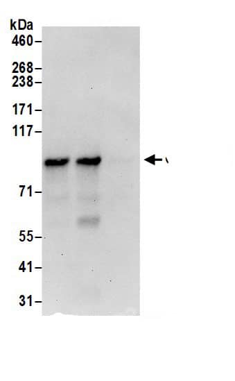 CNNM4 Antibody