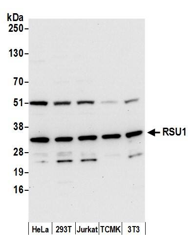 RSU1 Antibody