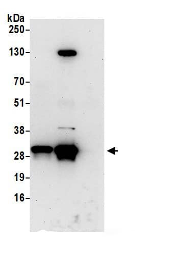 IMPA1 Antibody