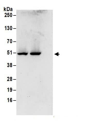 NSBP1 Antibody