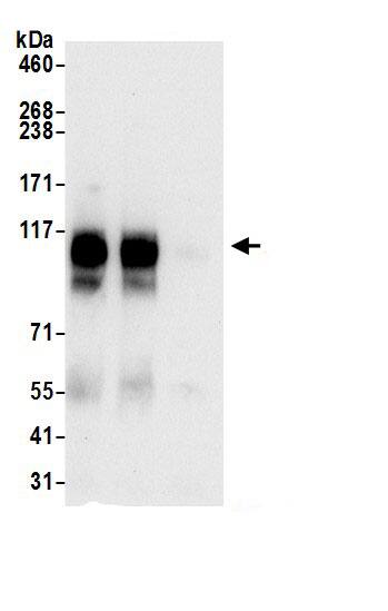 PARG Antibody