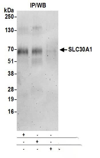 SLC30A1 Antibody