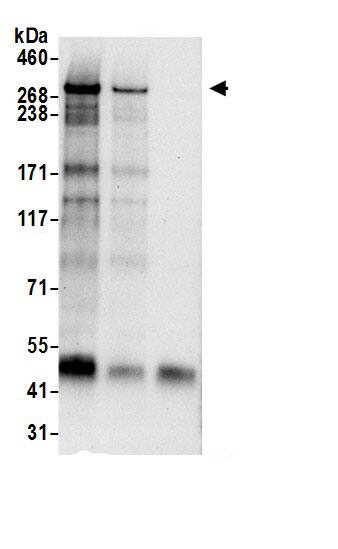 ZNF292 Antibody