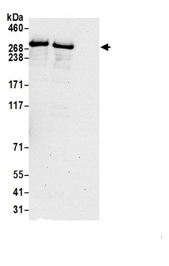 DMXL2 Antibody