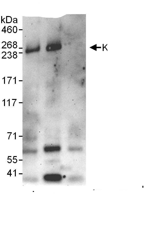 MTCL1 Antibody