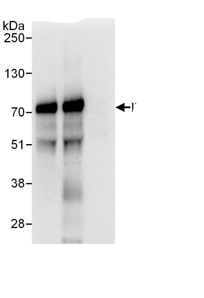 IRF2BP2 Antibody