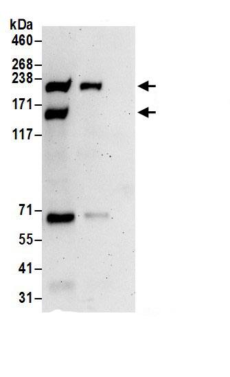 RhoGAP Antibody