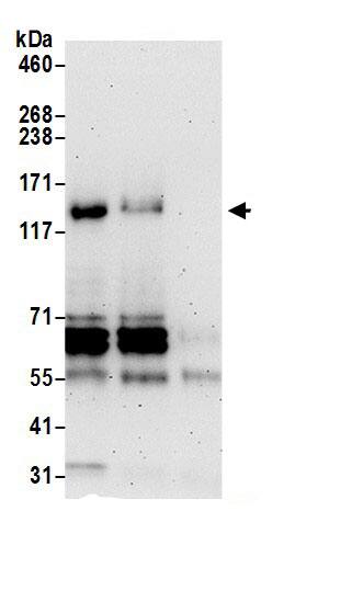 FHOD1 Antibody