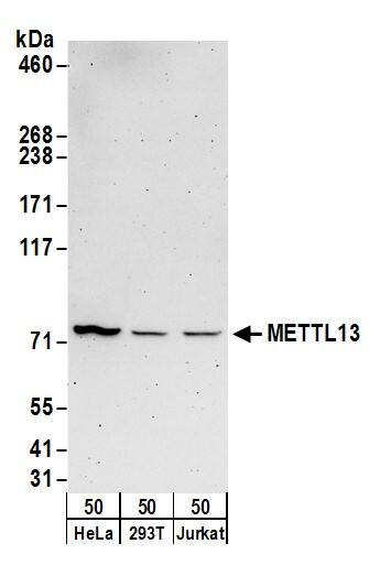 METTL13 Antibody