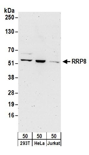HUCE1 Antibody