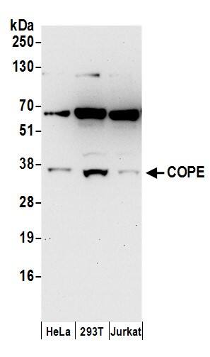 COPE Antibody