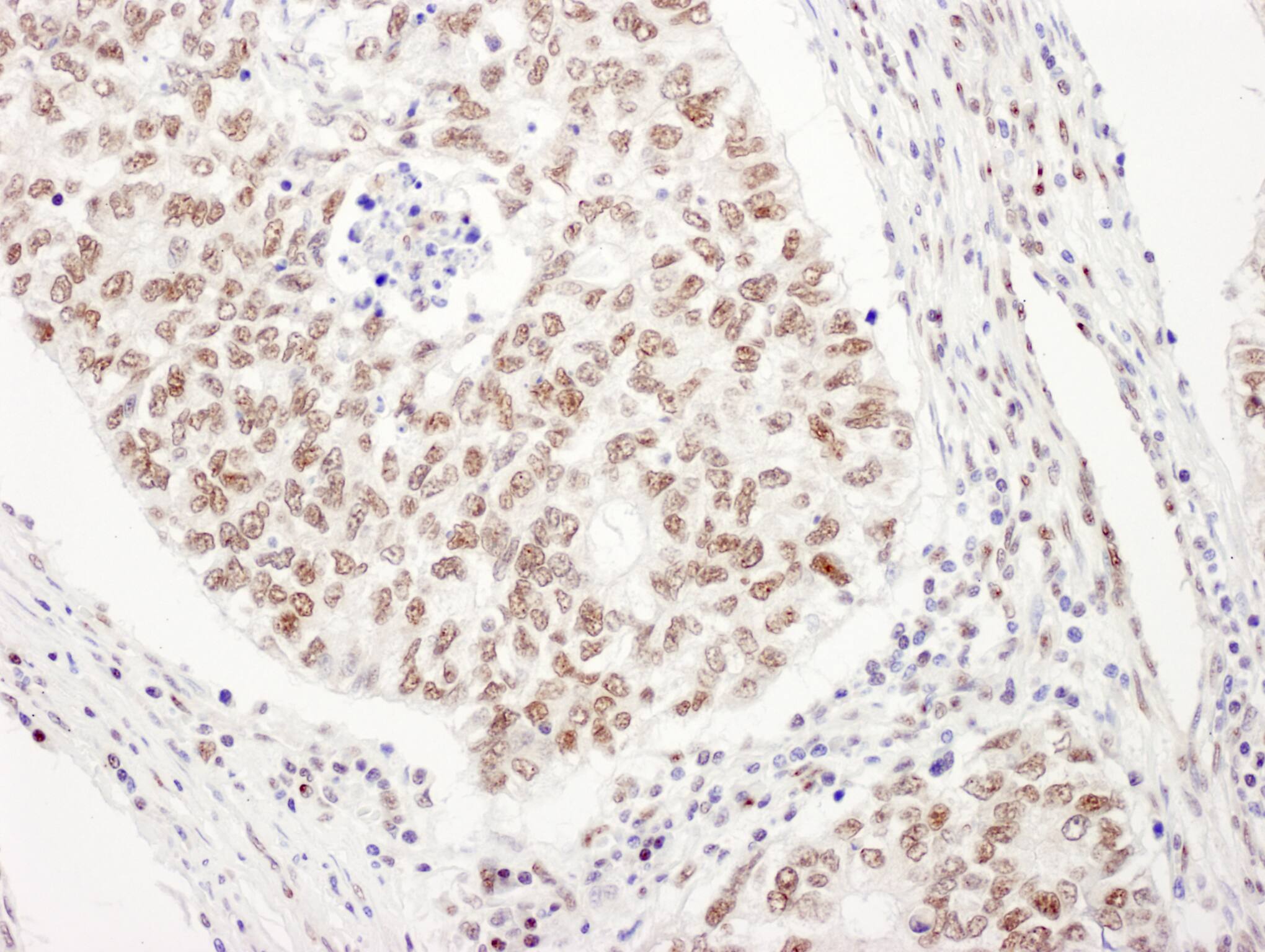 UBL7 Antibody