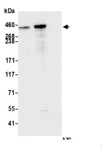 BRCA2 Antibody