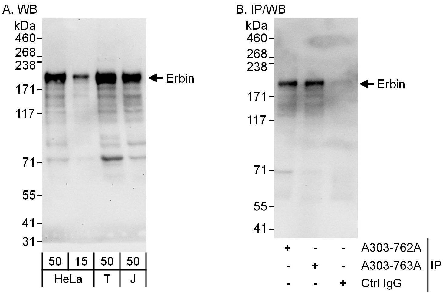 Erbin Antibody