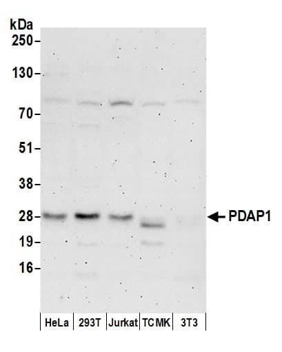 PDAP1 Antibody