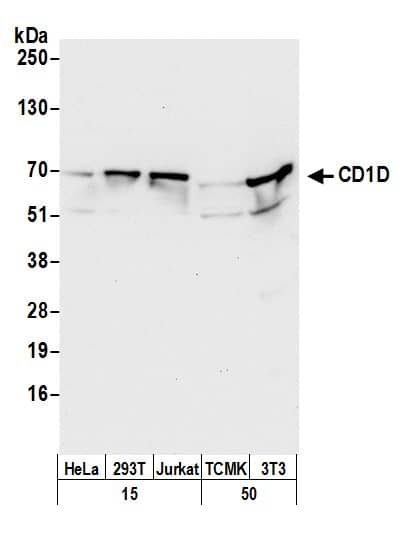 CD1d Antibody