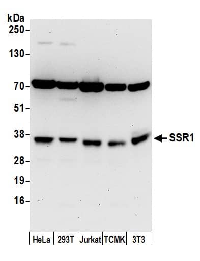 TRAP alpha Antibody