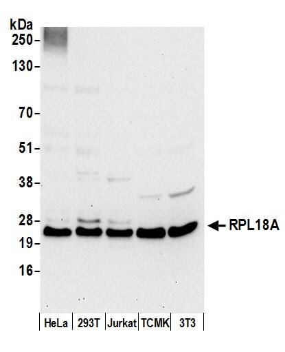 RPL18A Antibody
