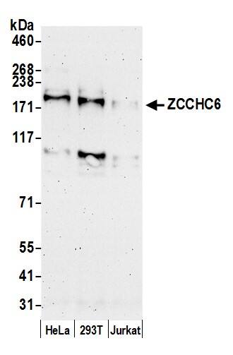 ZCCHC6 Antibody
