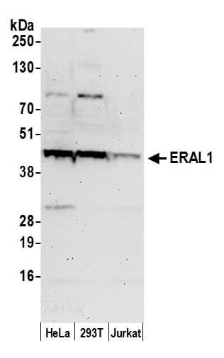 GTP binding protein era homolog Antibody