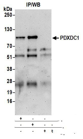 PDXDC1 Antibody