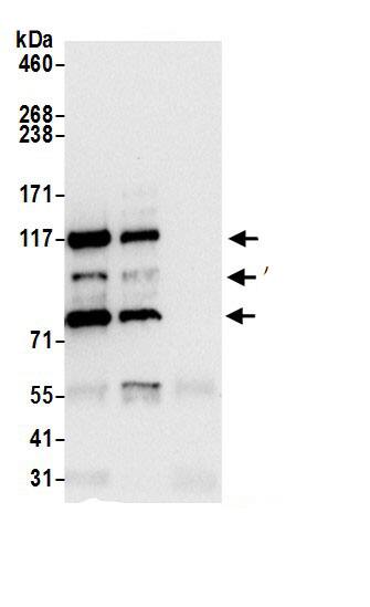 AP3B1 Antibody