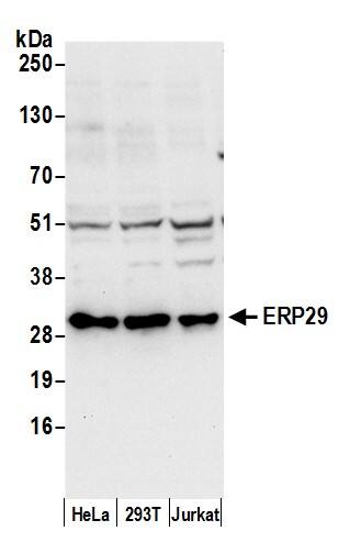 ERP29 Antibody