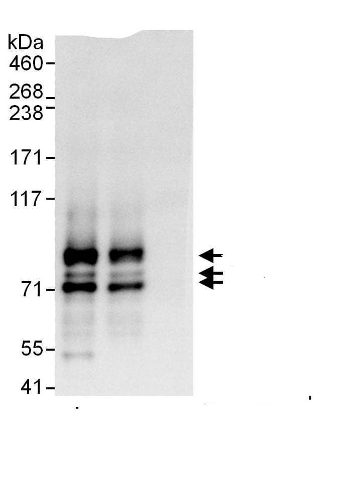 Splicing Factor 1 Antibody