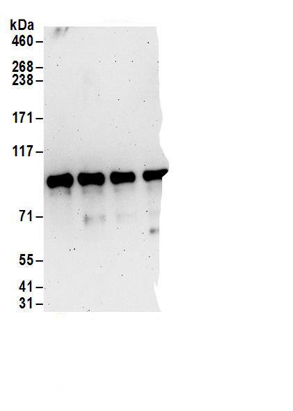 Ccd1/DIXDC1 Antibody