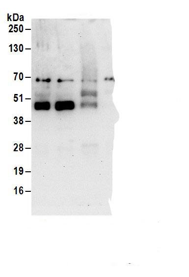 PRR5 Antibody