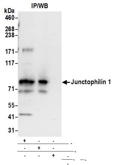 JPH1 Antibody