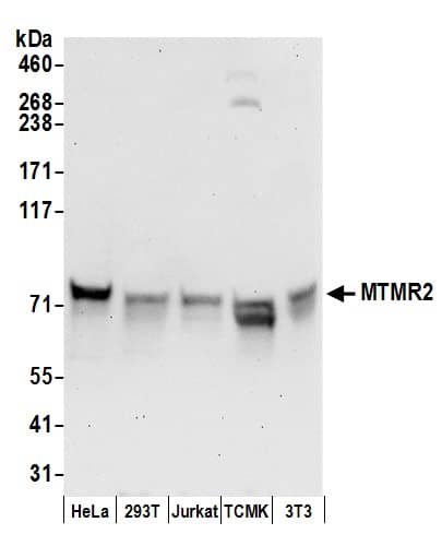 MTMR2 Antibody