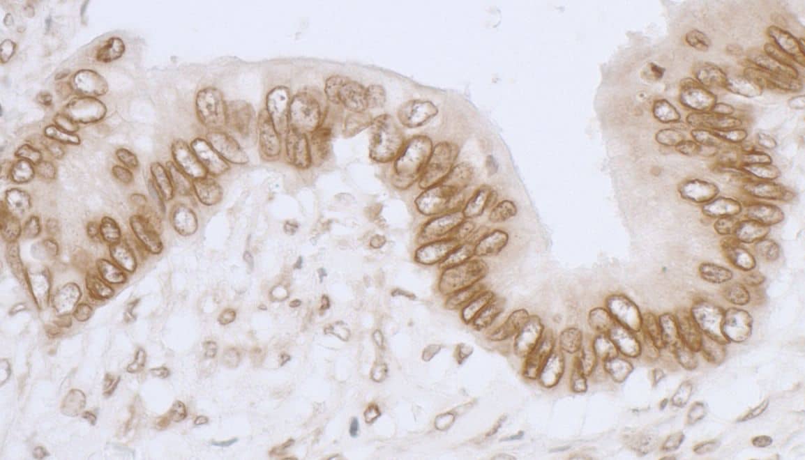 Thymopoietin/LAP2 Antibody