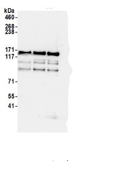 SDCG1 Antibody